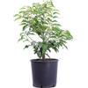 eGarden.store Pianta vera di Lauro Prunus Lusitanica Angustifoglia siepe verde da esterno