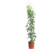 eGarden.store Pianta vera di Pandorea Jasminoides rampicante fiore bianco-rosa da esterno