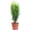 eGarden.store Pianta di Chamaecyparis Lawsoniana Ivonne Cipresso Bianco vero ornamentale