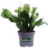 eGarden.store Pianta di Schlumbergera Epiphyllum pianta succulenta vera da fiore da interno