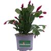 eGarden.store Pianta di Schlumbergera Epiphyllum pianta succulenta vera da fiore da interno