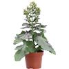 eGarden.store Pianta vera di Kalanchoe Blossfeldiana Sunny succulenta fiorita da interno