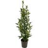 AMDGarden PIANTA di ALLORO DA SIEPE Laurus Nobilis IN VASO DA 20 CM H 70/90 CM FOTO REALE
