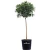 eGarden.store Pianta vera di Mandarino Cinese Kumquat albero di agrume da esterno vaso 24 cm