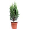 eGarden.store Pianta vera di Chamaecyparis Lawsoniana Columnaris conifera per siepi o vaso