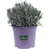 eGarden.store Pianta vera di Lavanda Lavandula Angustifolia aromatica ornamentale da esterno