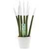 Sansevieria Cylindrica Velvet TouchZ® M 18cm con coprivaso in ceramica colorata