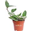 eGarden.store Pianta di Hoya Carnosa Krimson Queen Fiore di Cera ornamentale vera da interno