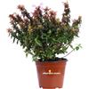 eGarden.store Pianta vera di Abelia Grandiflora Little Lady compatta ornamentale da esterno