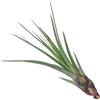 eGarden.store Pianta di Tillandsia pianta da interno pianta tropicale pianta ornamentale vera