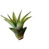 eGarden.store Pianta di Tillandsia pianta da interno pianta tropicale pianta ornamentale vera