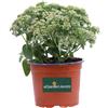 eGarden.store Pianta vera di Sedum Telephium Herbstfreude succulenta fiore rosa da esterno