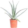 eGarden.store Pianta vera di Aloe Vera Barbadensis Età 3 Anni ornamentale biologica da esterno