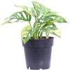 eGarden.store Pianta vera di Monstera Adansonii Aurea ornamentale rara variegata da interno