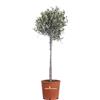 eGarden.store Pianta di Ulivo Ornamentale Olea Europaea Alberello ornamentale da esterno