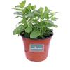 eGarden.store Pianta di Menta Comune Piperita Pianta vera aromatica da mangiare da esterno