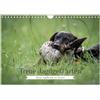 CALVENDO fedeli compagni di caccia: piccoli cani da caccia in uso (calendario da parete 2026 DIN A4 quer), calendario mensile Calvendo: piccoli assistenti di caccia molto grandi (Calvendo animali)