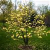 AMDGarden Magnolia x brookynensis Yellow Bird fiore giallo h 100cm in vaso 18cm AMDGarden