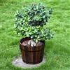 Secchio di legno per fioriera, contenitore unico per piante da giardino