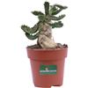 eGarden.store Pianta di Euphorbia Stellata vera ornamentale grassa da arredo interno