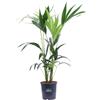 eGarden.store Pianta di Kentia Howea Forsteriana pianta vera ornamentale da arredo interno