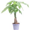 eGarden.store Pianta di Pachira Acquatica Intrecciata pianta vera ornamentale da appartamento