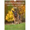 CALVENDO Cani da pastore tedeschi - Consolatore dell'anima su quattro zampe (calendario da parete 2026 DIN A4 alto), calendario mensile Calvendo - anche loro invecchiano (animali Calvendo)