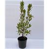 Vivaio di Castelletto Corbezzolo "Arbutus unedo" Strawberry Tree pianta da frutta vaso 18 cm h 40/50