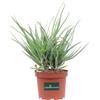 eGarden.store Pianta di Aloe Arborescens vera età 3 anni ornamentale da esterno in vaso
