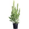 eGarden.store Pianta di Corbezzolo Pianta di Arbutus Unedo pianta da esterno pianta da frutto
