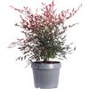 eGarden.store Pianta di Nandina Domestica pianta da esterno pianta da giardino pianta vera