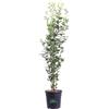 eGarden.store Pianta di Leccio Quercus Ilex vera cespuglio ornamentale da esterno in vaso