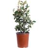 eGarden.store Pianta vera di Photinia Serratifolia Crunchy v.19 cm ornamentale da esterno