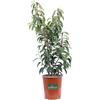 eGarden.store Pianta vera di Lauro Prunus Lusitanica Angustifoglia siepe verde da esterno