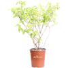 eGarden.store Pianta di Deutzia X Hybrida Perle Rose vera fiore rosa ornamentale da esterno