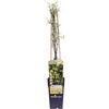 eGarden.store Pianta di Clematide Pianta di Clematis pianta rampicante pianta ornamentale vera