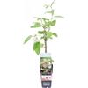 eGarden.store Pianta di kiwi Baby Actinidia Arguta vera ornamentale frutto baby da esterno