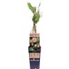 eGarden.store Pianta di kiwi Baby Actinidia Arguta vera ornamentale frutto baby da esterno