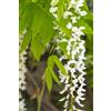 eGarden.store Pianta di Glicine Wisteria pianta vera da fiore esterno rampicante ornamentale