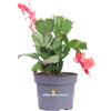 eGarden.store Pianta di Schlumbergera Epiphyllum pianta succulenta vera da fiore da interno