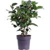 eGarden.store Pianta di Camelia Pianta vera di Camelia Pianta da esterno pianta ornamentale