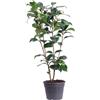 eGarden.store Pianta di Camelia Pianta vera di Camelia Pianta da esterno pianta ornamentale
