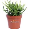 eGarden.store Pianta di Rhipsalis varietà mix pianta grassa succulenta ornamentale da interno