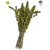 AgoraMarket Tè Greco di Montagna Certificato Sideritis Raeseri - 460g - Giugno 2026