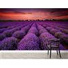 Decorazione artistica Jess Carta da parati 3D campo lavanda murale rimovibile autoadesiva 1088