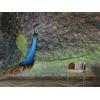 Decorazione artistica Jess Carta da parati 3D coda di pavone spalmata murale rimovibile autoadesiva 1116