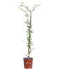 eGarden.store Pianta di Gelsomino Comune - Jasminum Officinalis vera rampicante da esterno