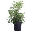 eGarden.store Pianta di Pittosporo Pittosporum Tobira vera ornamentale per siepe da esterno