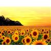 Bimkole 5d Diamond Painting Kit Completo Fai da Te Tramonto Del Girasole Ma