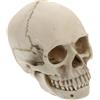 Decorazione di Halloween teschio bambino teschio umano 1 pezzo